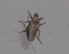 Coelopa