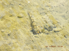 Hypentelium nigricans