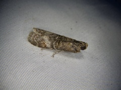 Nephopterix intercisella