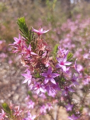 Calytrix