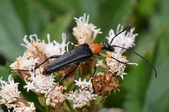 Cyphonotida rostrata