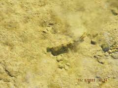 Hypentelium nigricans