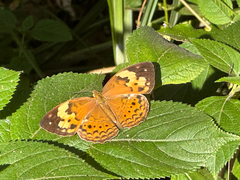Cupha erymanthis