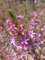 Calytrix