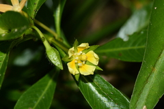 Ludwigia taiwanensis
