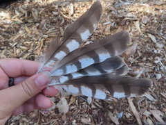 Accipiter