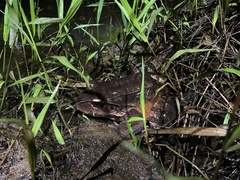 Leptodactylus savagei