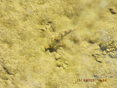 Hypentelium nigricans