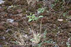 Panicum philadelphicum philadelphicum