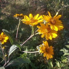 Aldama buddlejiformis