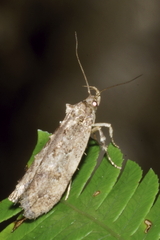 Atomotricha