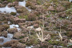 Panicum philadelphicum philadelphicum