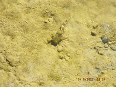 Hypentelium nigricans