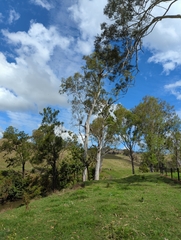 Haliaeetus leucogaster