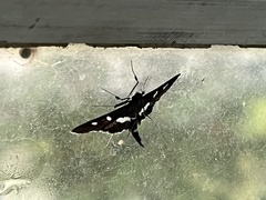 Desmia funeralis