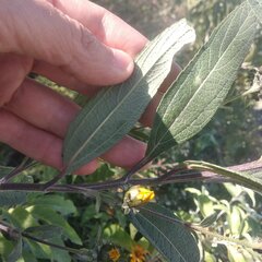 Aldama buddlejiformis