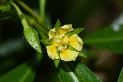 Ludwigia taiwanensis