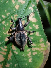 Elytrurus serrulatus
