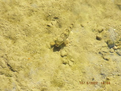 Hypentelium nigricans