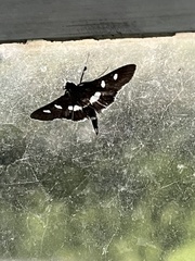 Desmia funeralis