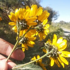Aldama buddlejiformis