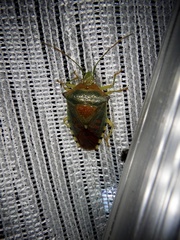 Acanthosoma forficula