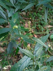 Achyranthes longifolia