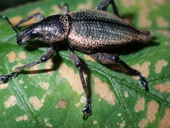 Elytrurus serrulatus