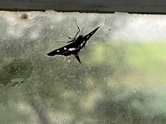 Desmia funeralis