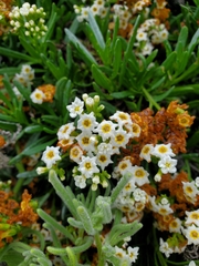 Heliotropium