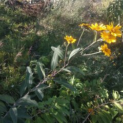 Aldama buddlejiformis