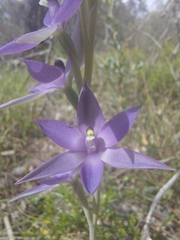 Thelymitra macrophylla