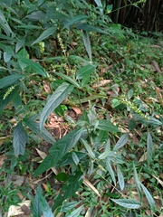 Achyranthes longifolia