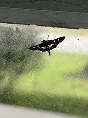Desmia funeralis