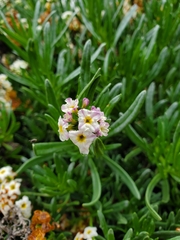 Heliotropium