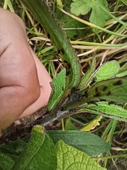 Aphis fabae