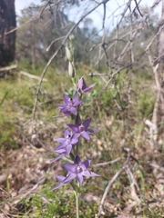 Thelymitra macrophylla
