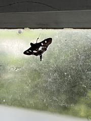 Desmia funeralis