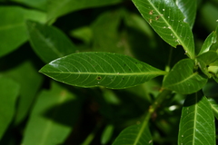 Ludwigia taiwanensis