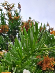 Heliotropium