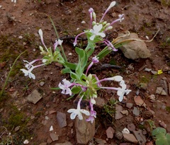Lapeirousia pyramidalis pyramidalis