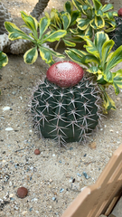 Melocactus