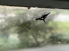 Desmia funeralis
