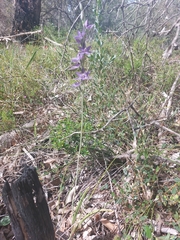 Thelymitra macrophylla