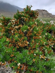 Heliotropium