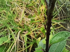 Aphis fabae