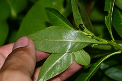 Ludwigia taiwanensis