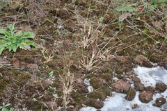 Panicum philadelphicum philadelphicum
