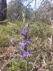 Thelymitra macrophylla