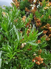 Heliotropium